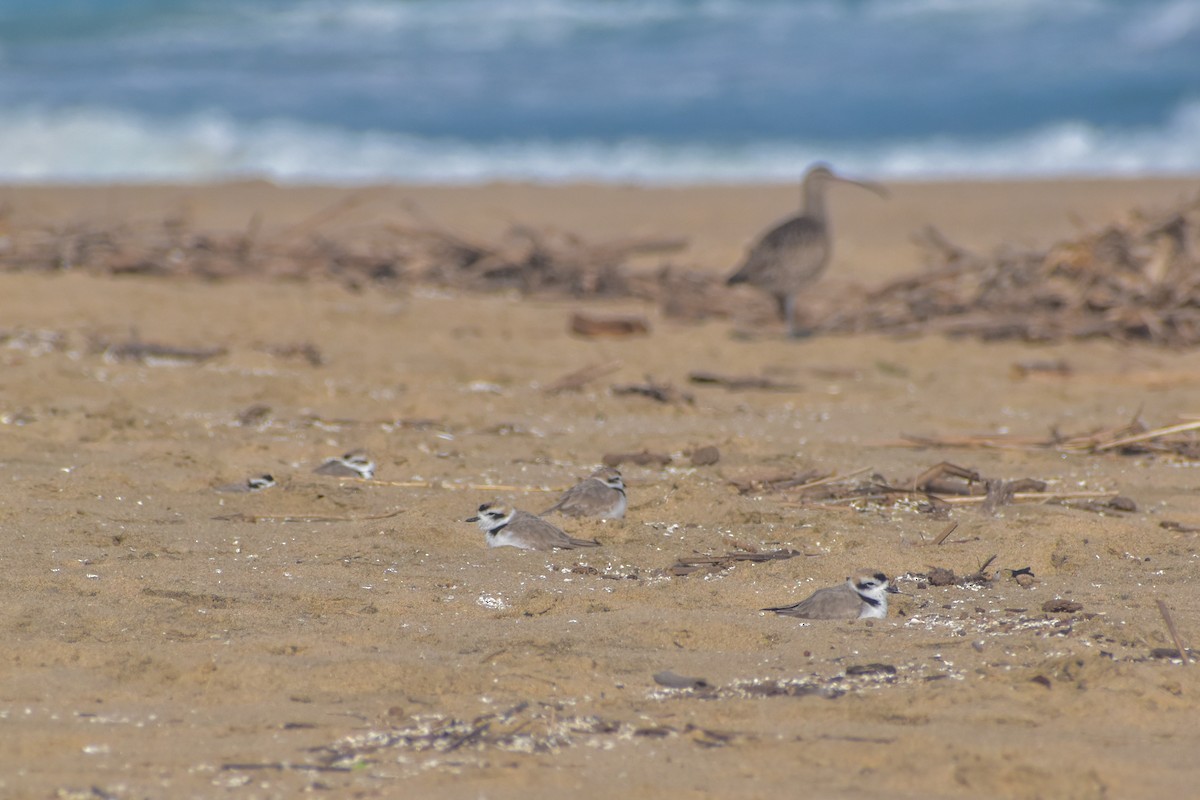 Snowy Plover - ML621562041