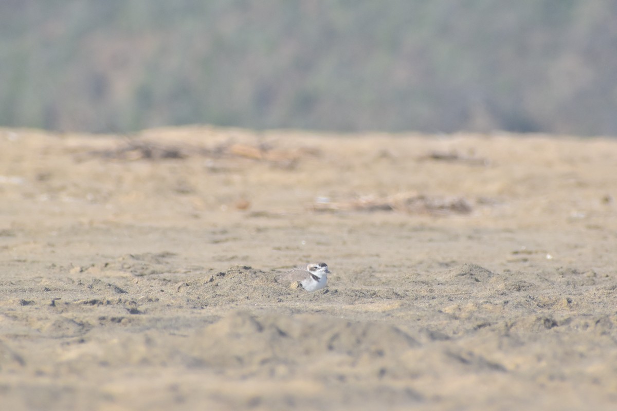 Snowy Plover - ML621562042