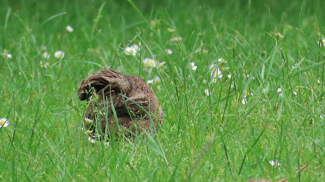 Brown Quail - ML621562072