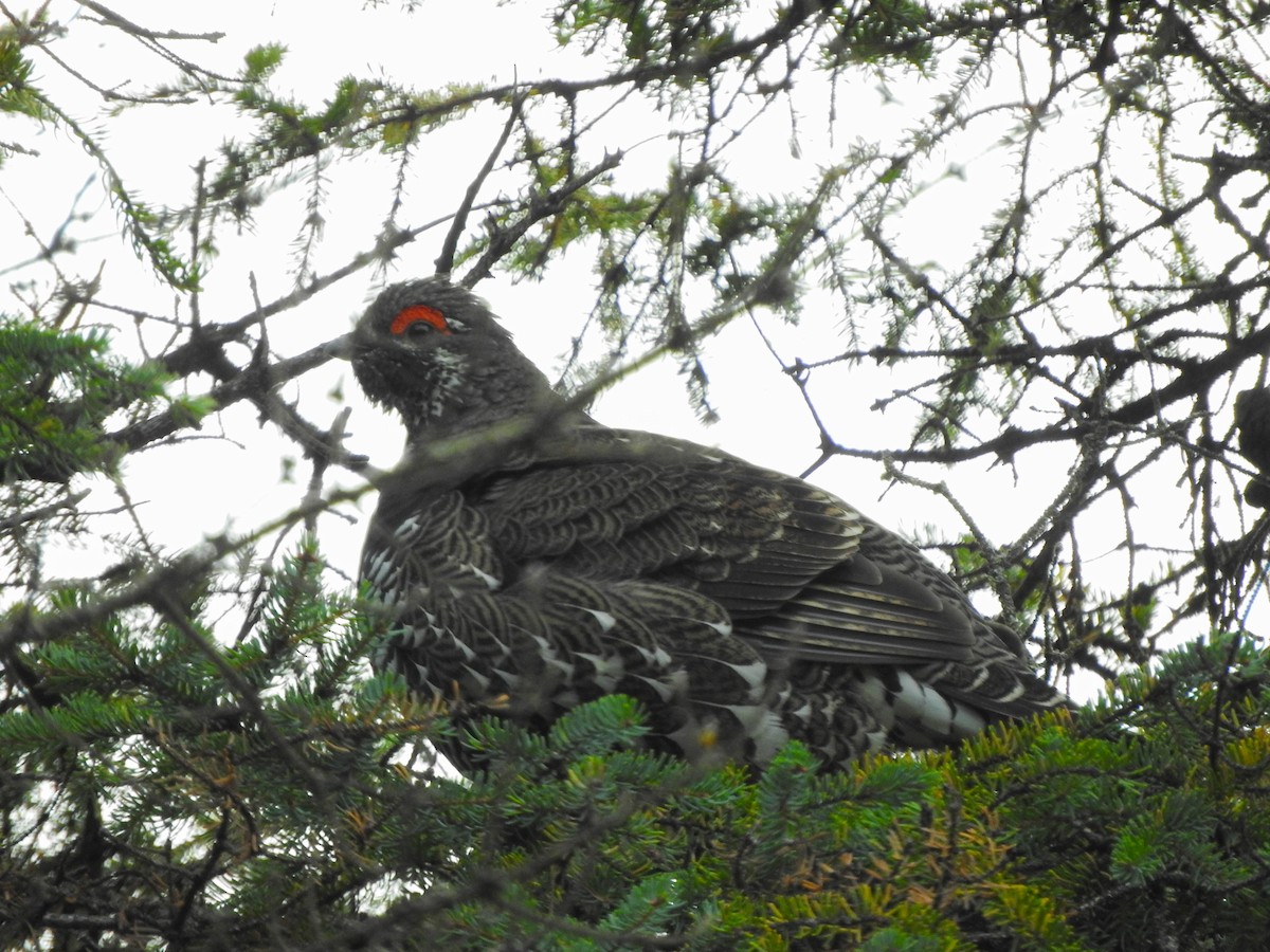 Spruce Grouse - ML621562086