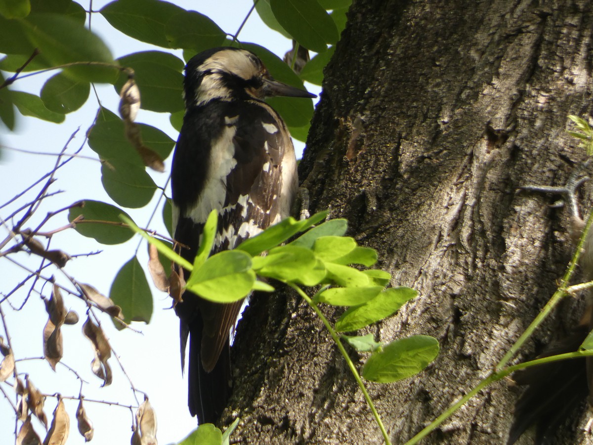 Syrian Woodpecker - ML621562088