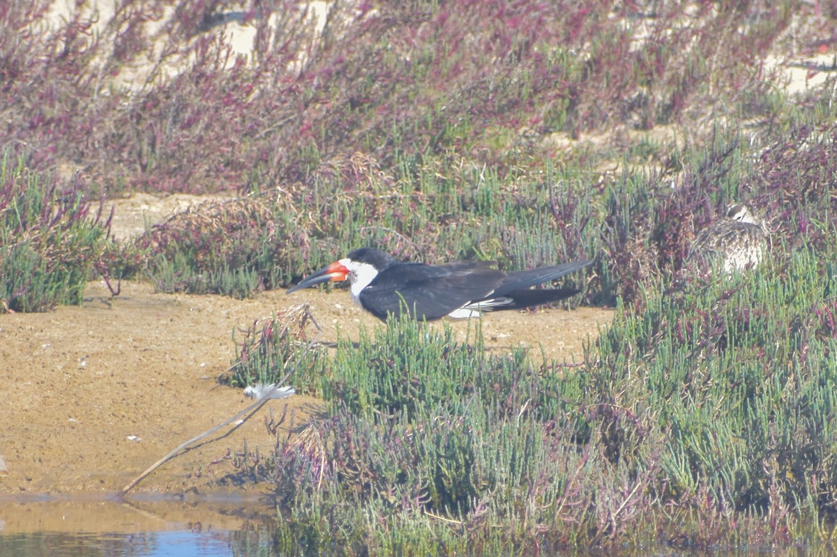 Black Skimmer - ML621562147