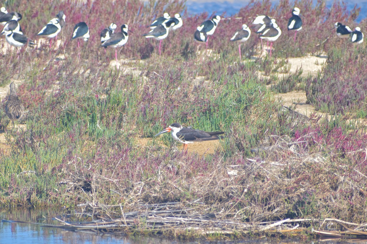 Black Skimmer - ML621562149