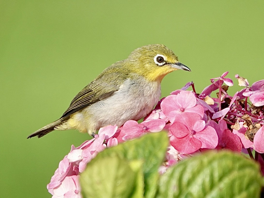 Swinhoe's White-eye - ML621562161