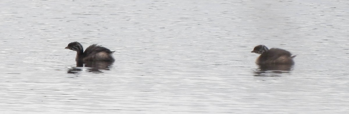 Pied-billed Grebe - ML621562220