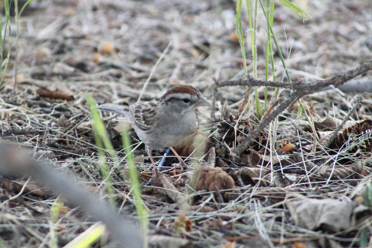 Chipping Sparrow - ML621562276