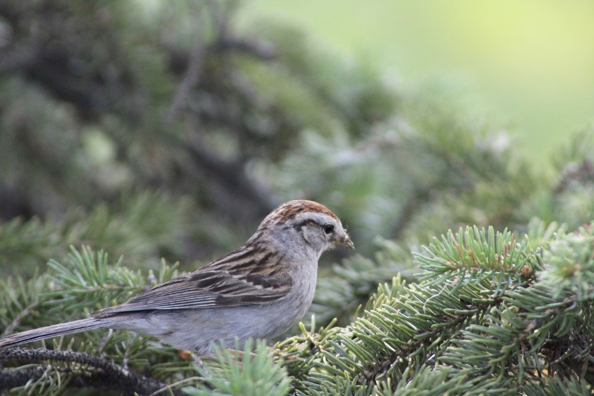 Chipping Sparrow - ML621562278