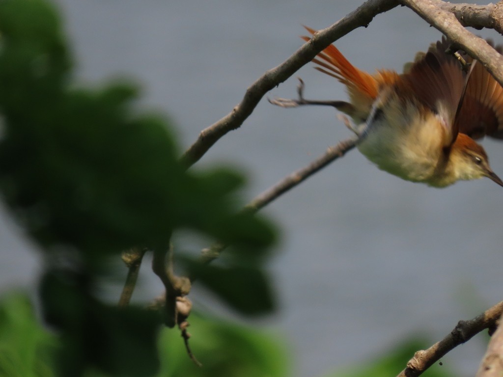 Yellow-chinned Spinetail - ML621562283