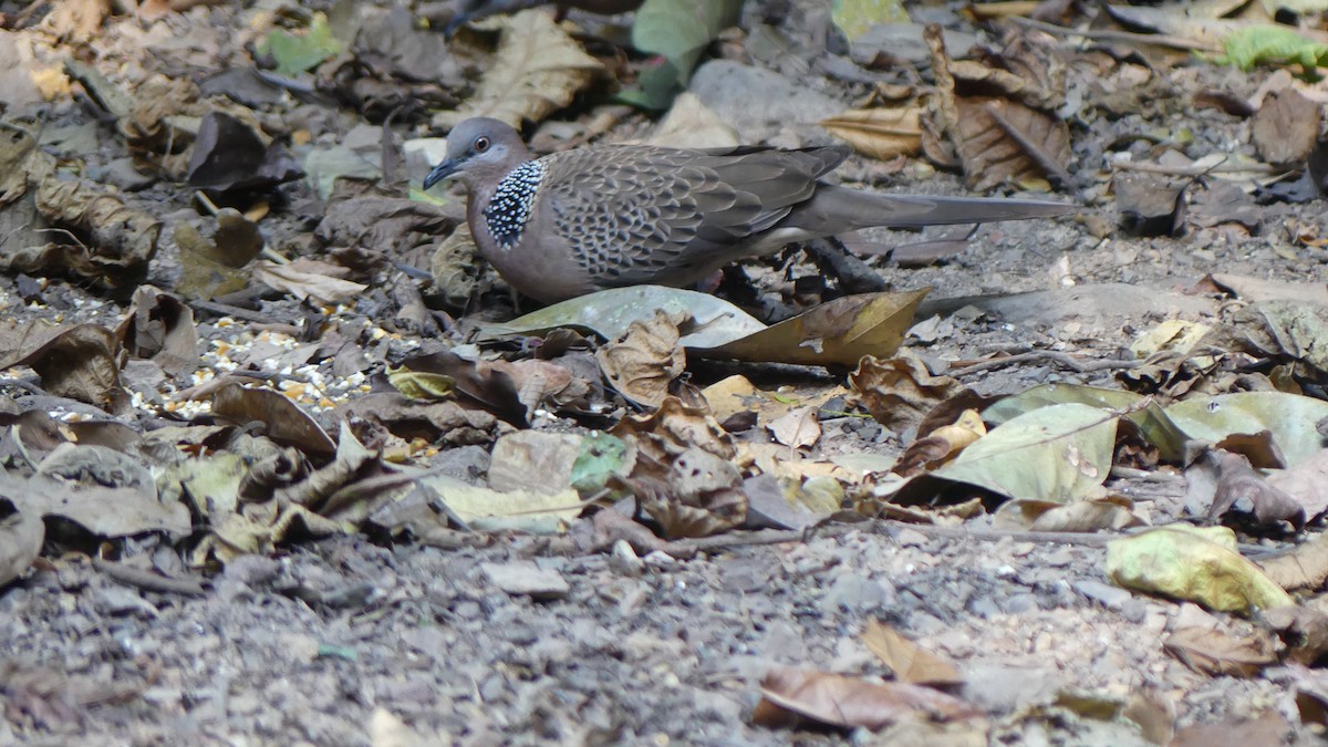 Spotted Dove (Eastern) - ML621562284