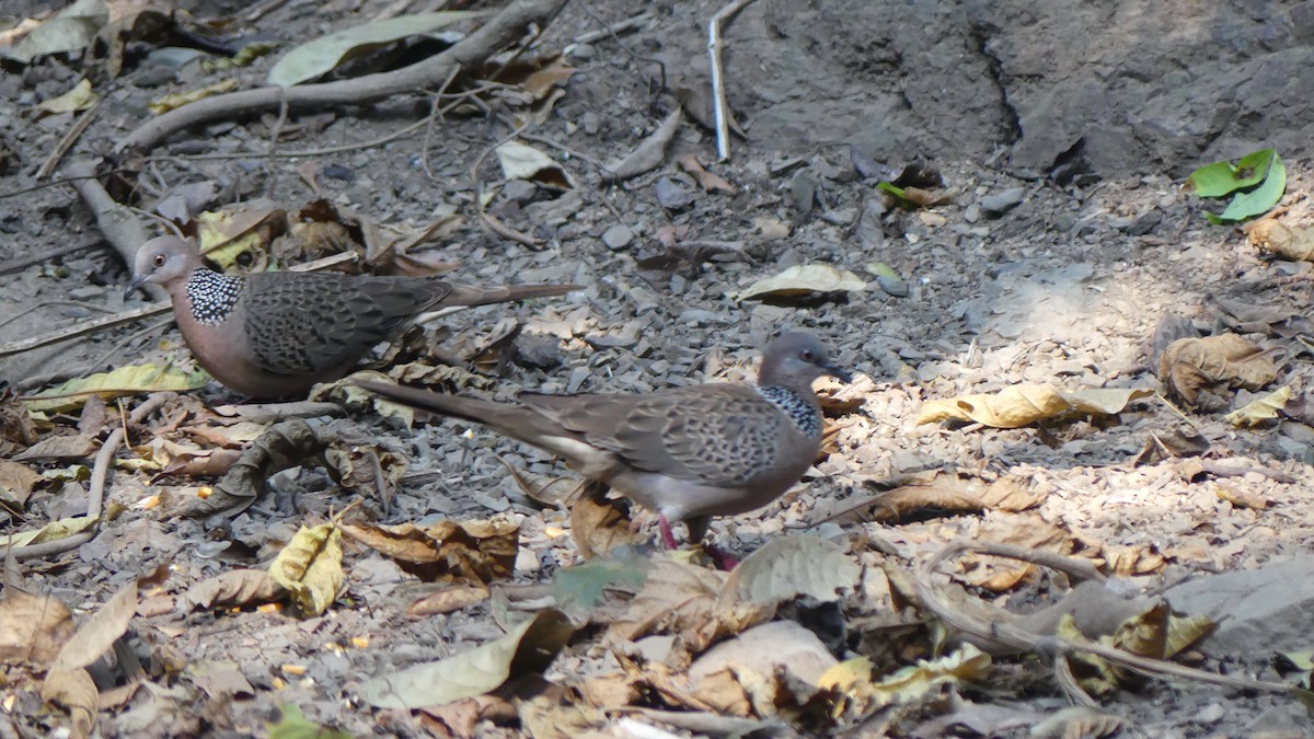 Spotted Dove (Eastern) - ML621562285