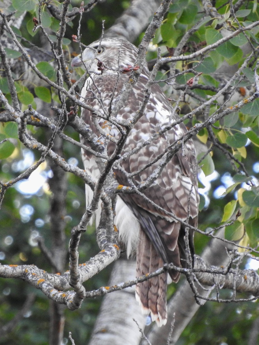 Red-tailed Hawk - ML621562287