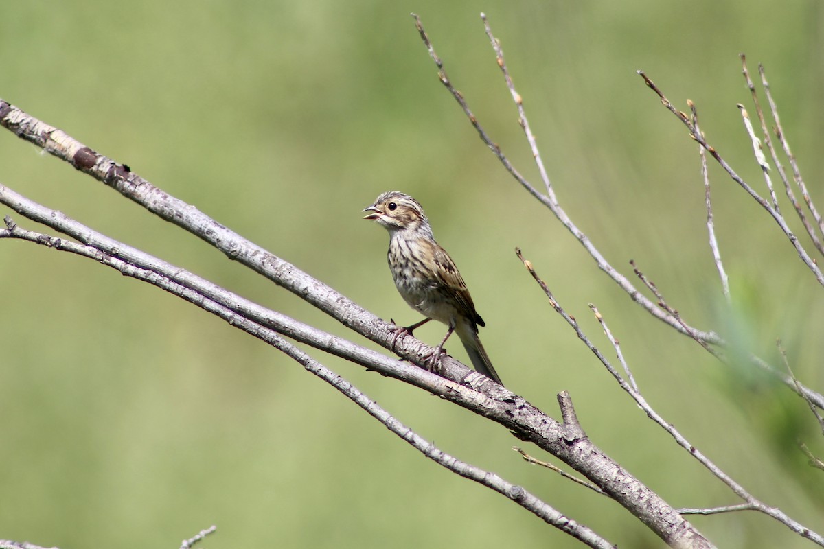 Clay-colored Sparrow - ML621562289