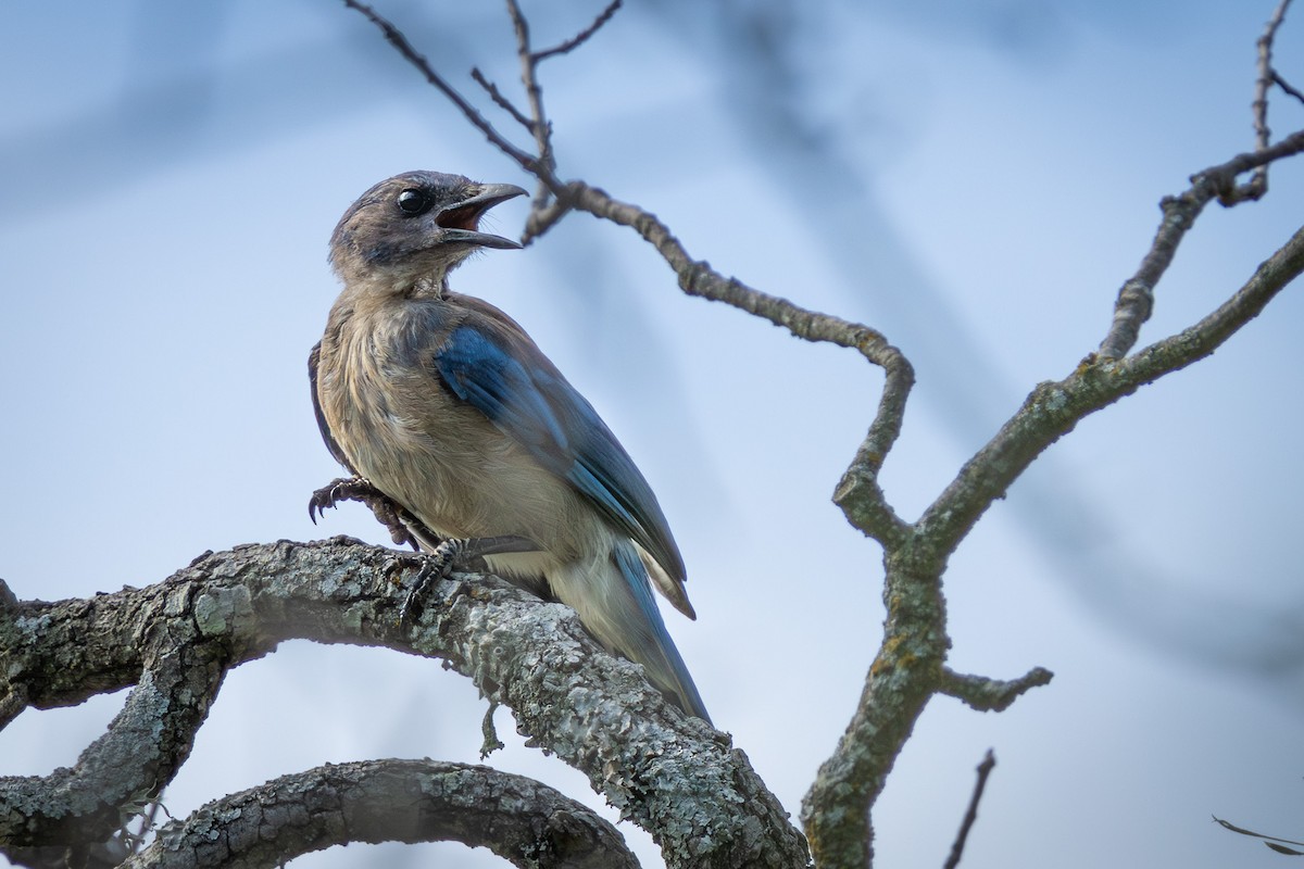 Woodhouse's Scrub-Jay - ML621562291