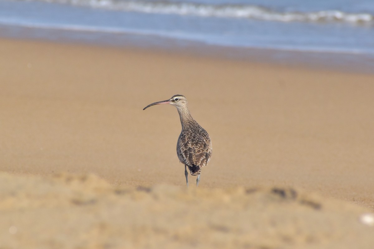 Whimbrel - ML621562351