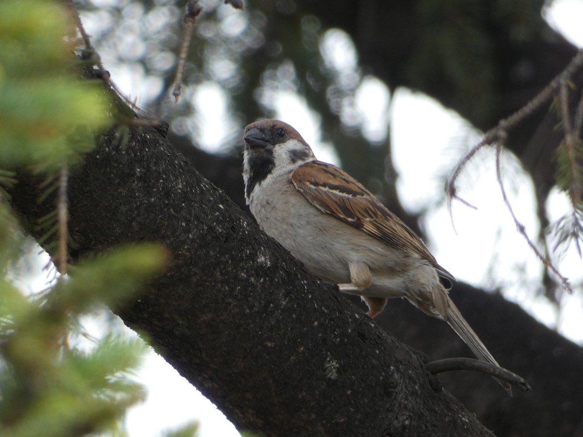 Eurasian Tree Sparrow - ML621562353