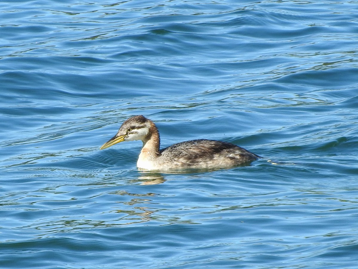 Red-necked Grebe - ML621562365