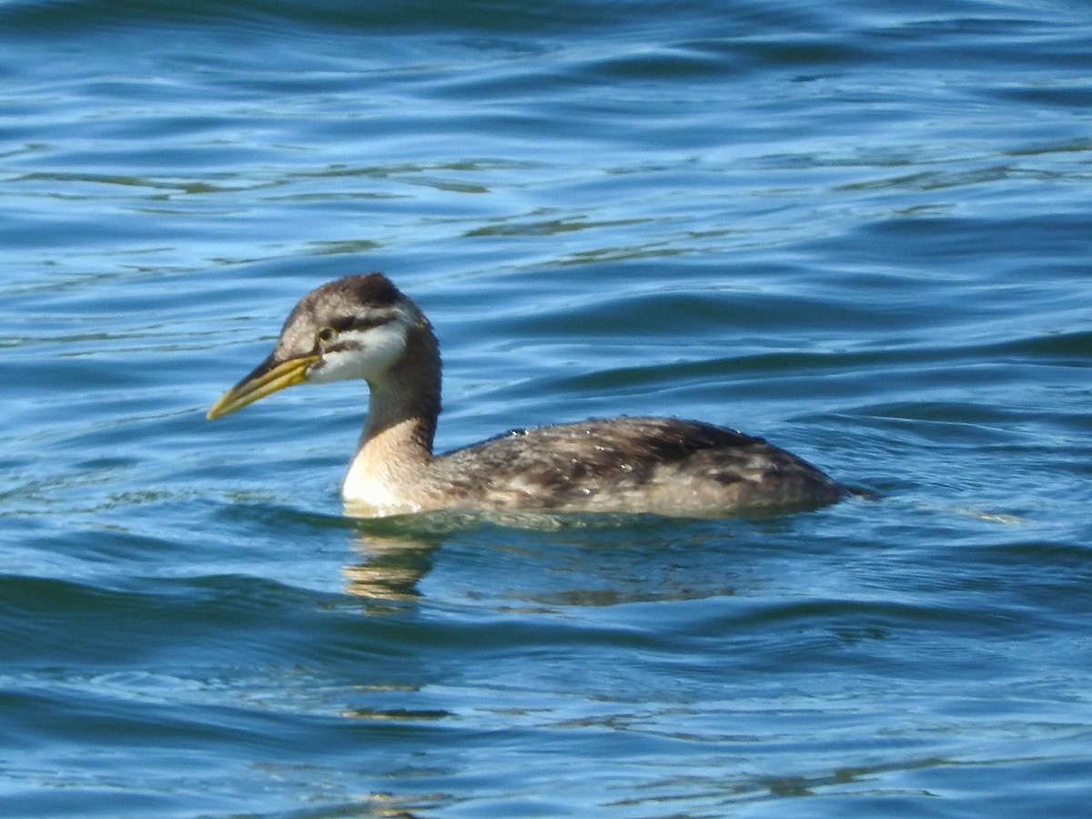 Red-necked Grebe - France Desbiens