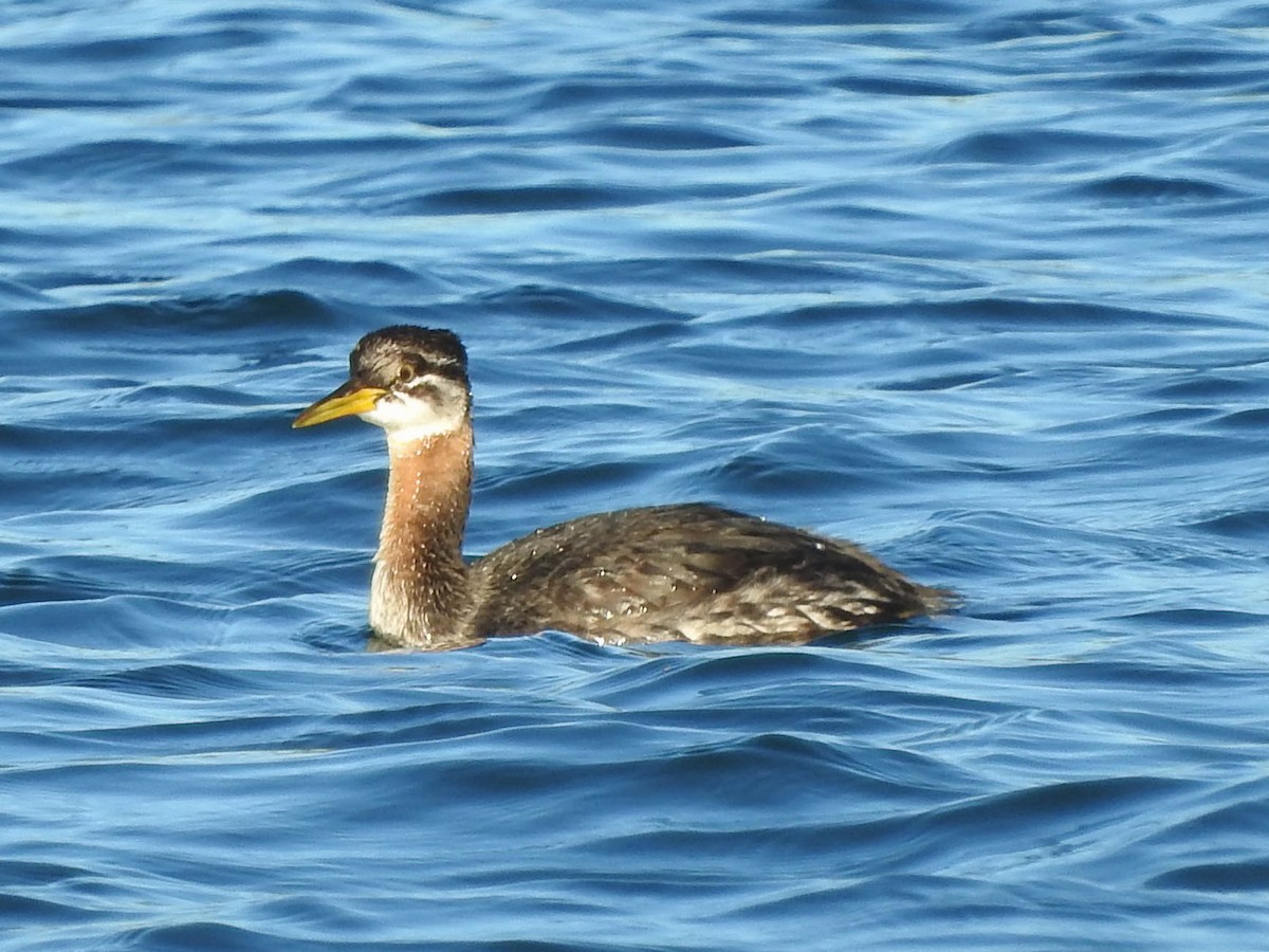 Red-necked Grebe - ML621562370