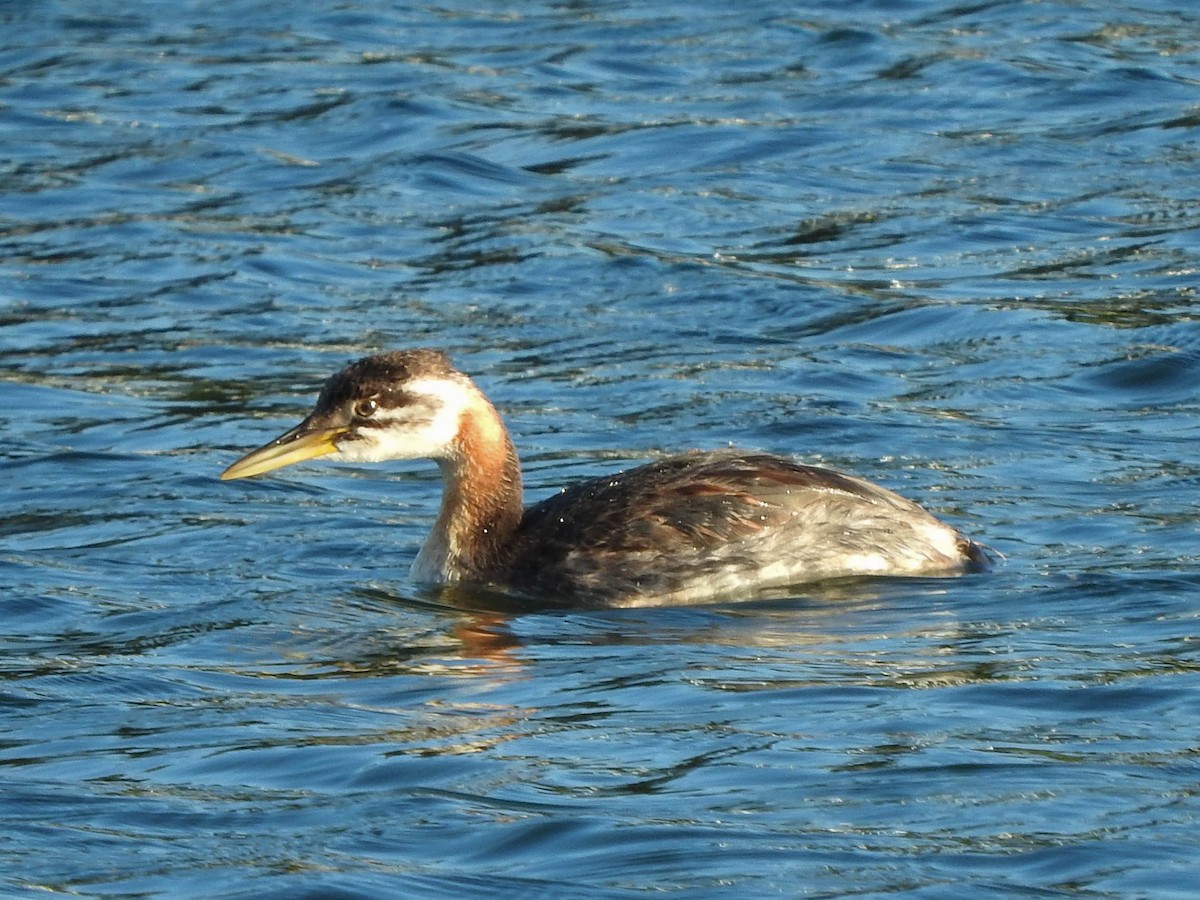 Red-necked Grebe - ML621562372