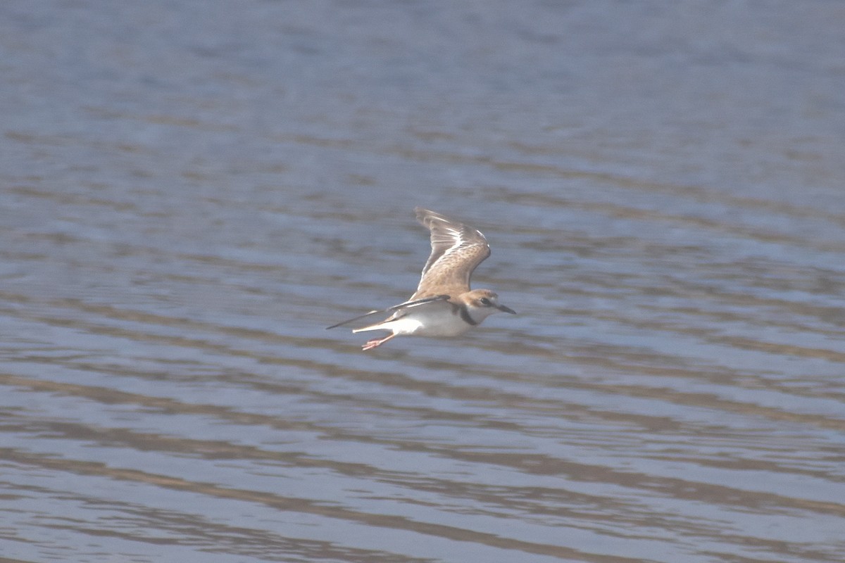 Collared Plover - ML621562478