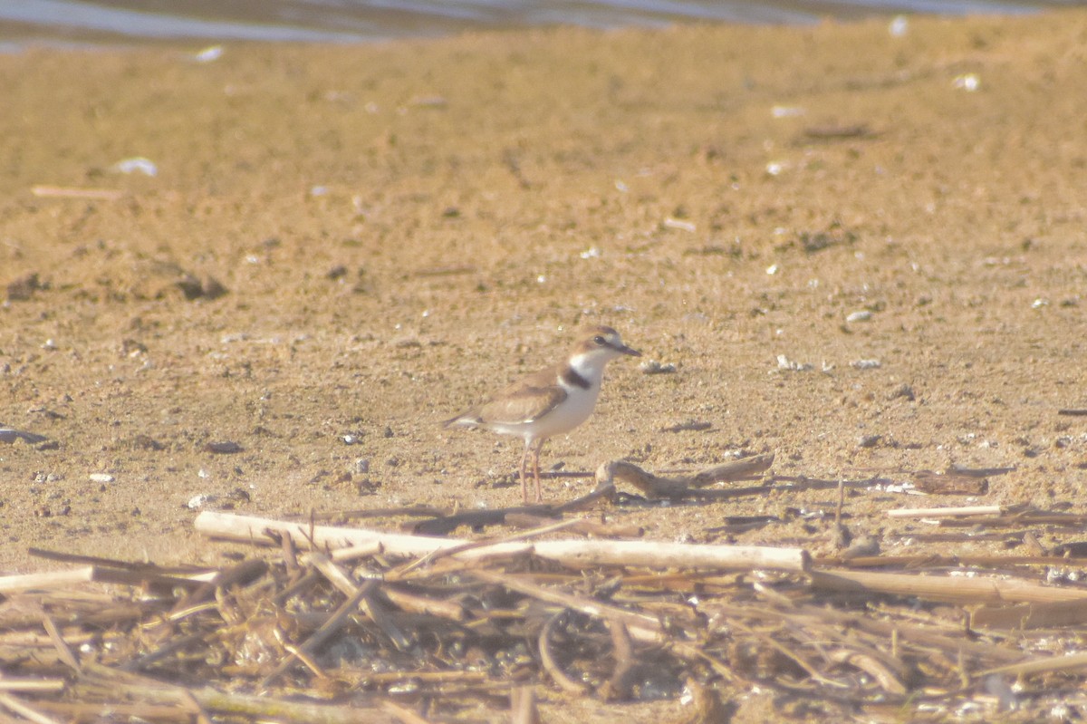 Collared Plover - ML621562479