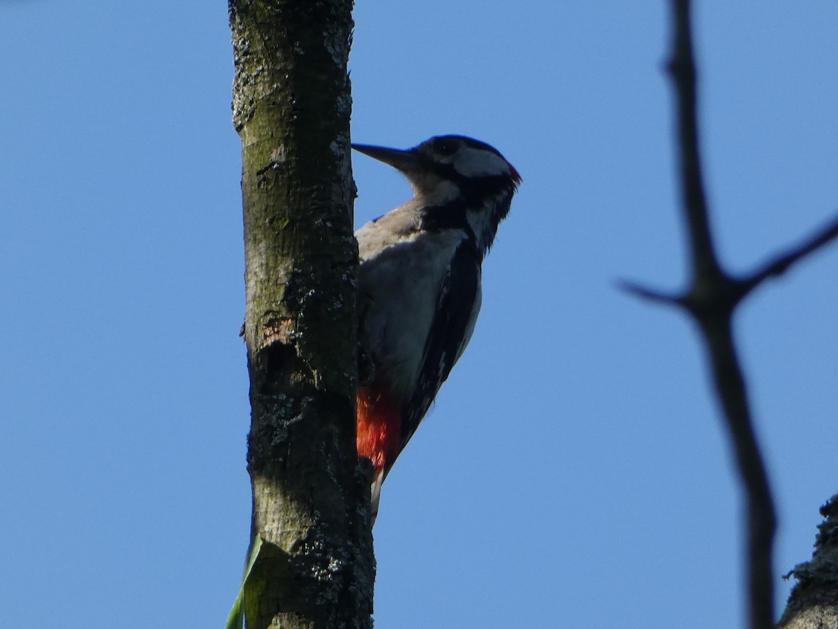 Great Spotted Woodpecker - ML621562514