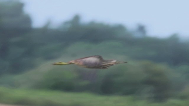 American Bittern - ML621562586