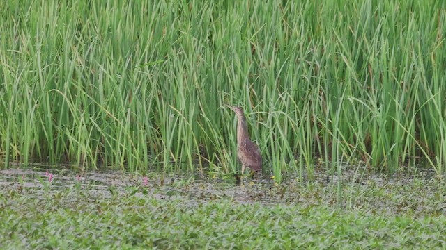 American Bittern - ML621562587