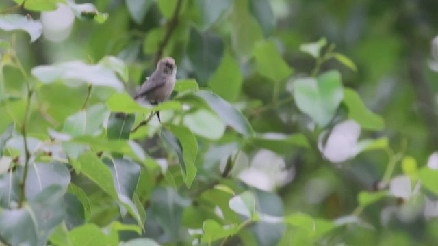 Bushtit - ML621562612