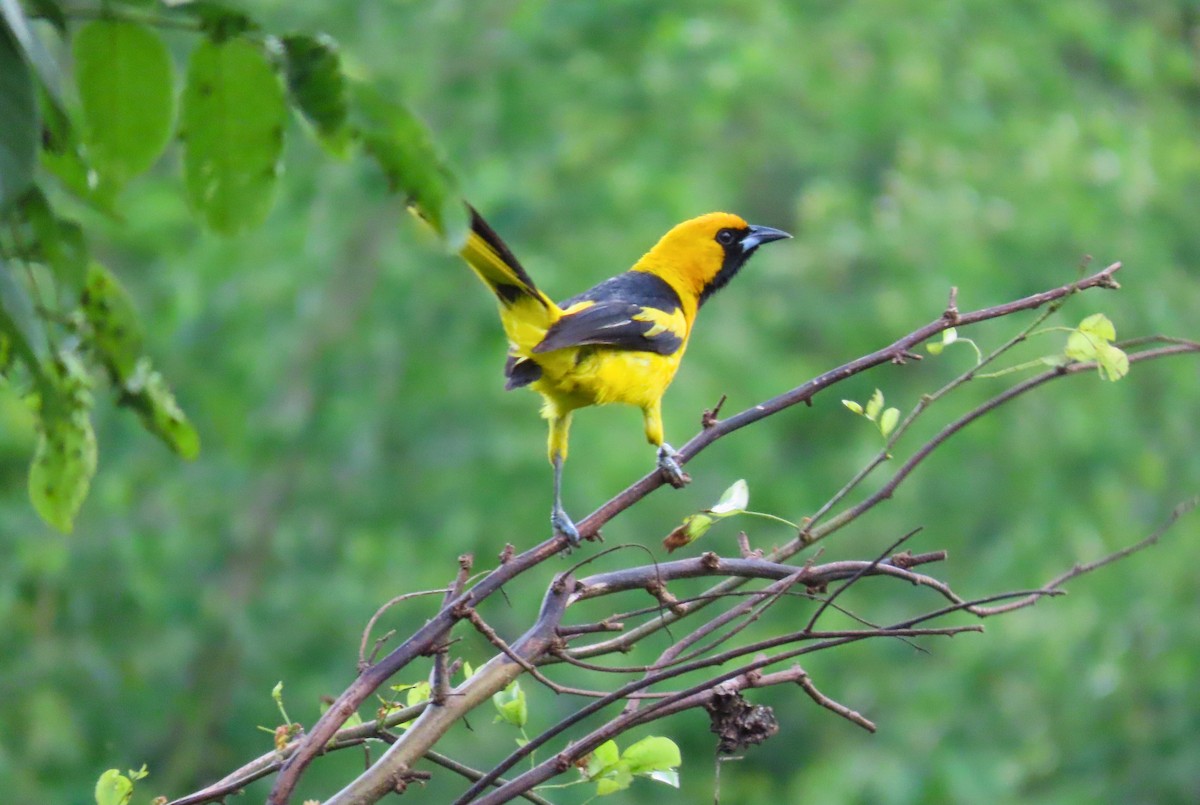 Yellow-tailed Oriole - ML621562690