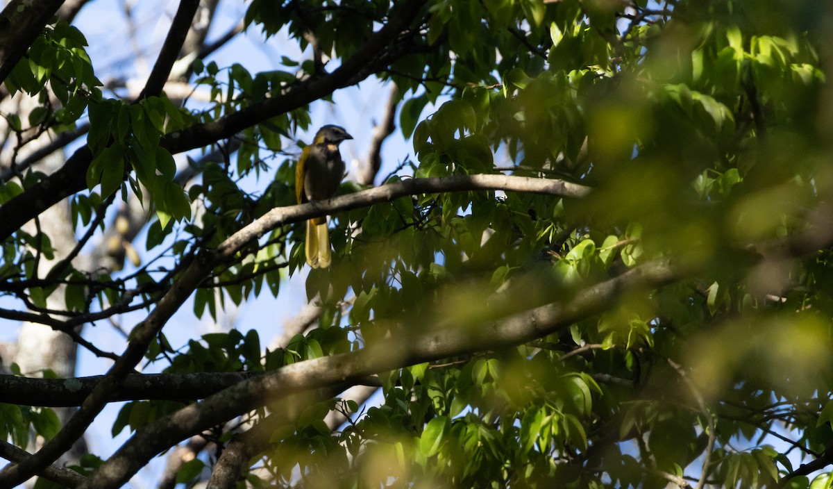 Buff-throated Saltator - ML621562717