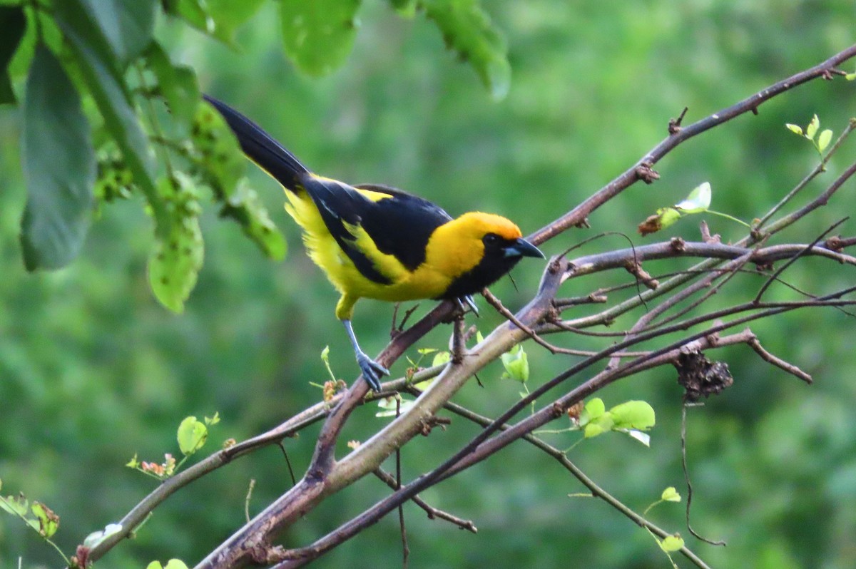 Yellow-tailed Oriole - ML621562734