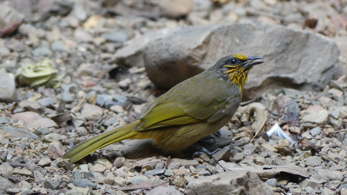 Stripe-throated Bulbul - ML621562779