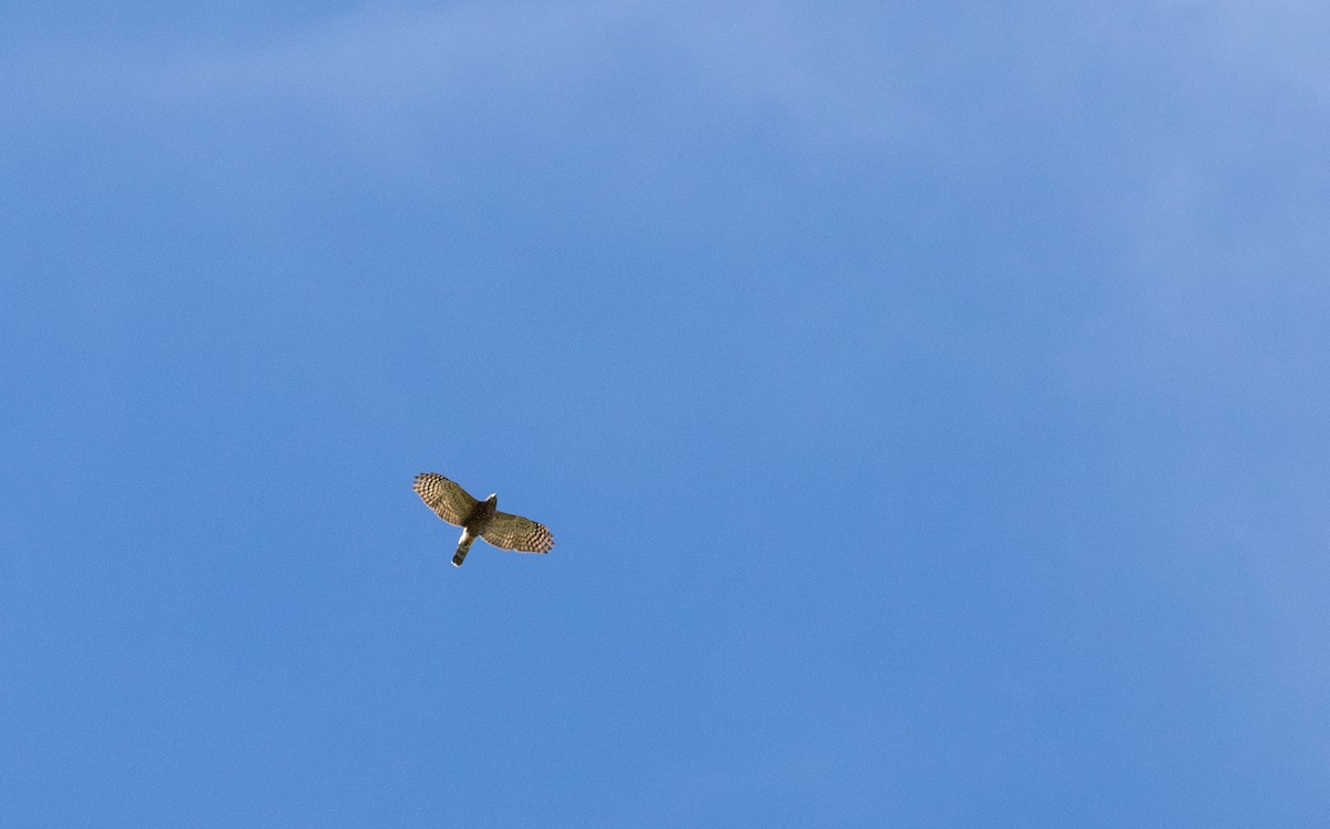 Rostbrust-Zahnhabicht - ML621562824