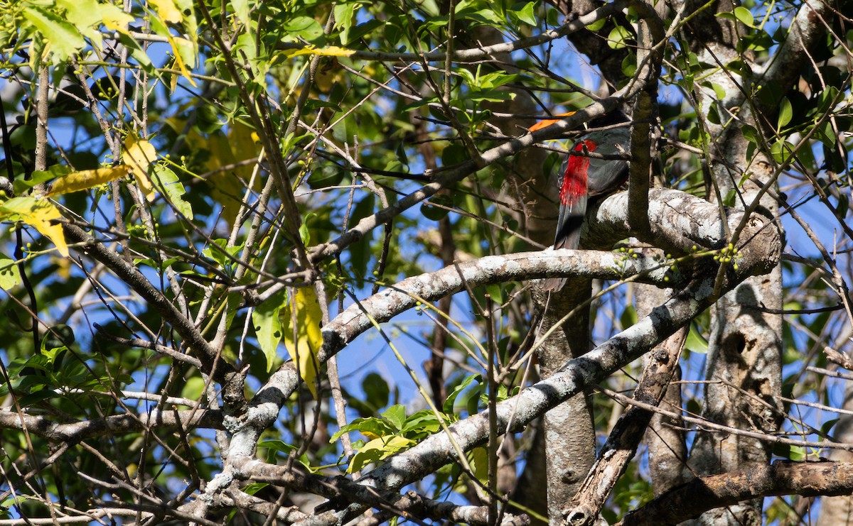 Fiery-billed Aracari - ML621562834