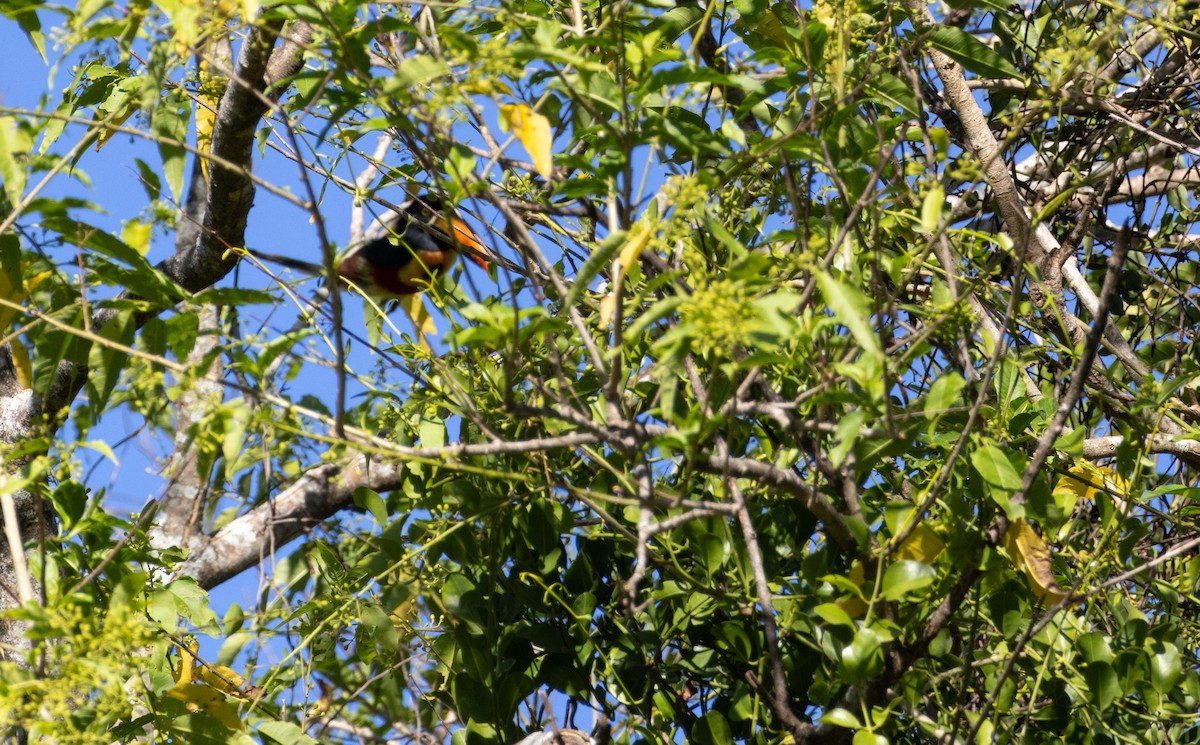 Fiery-billed Aracari - ML621562835