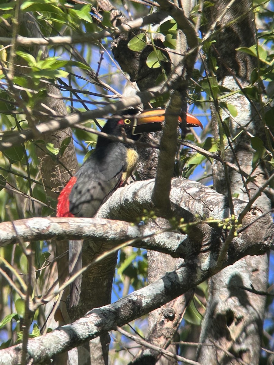 Feuerschnabelarassari - ML621562843