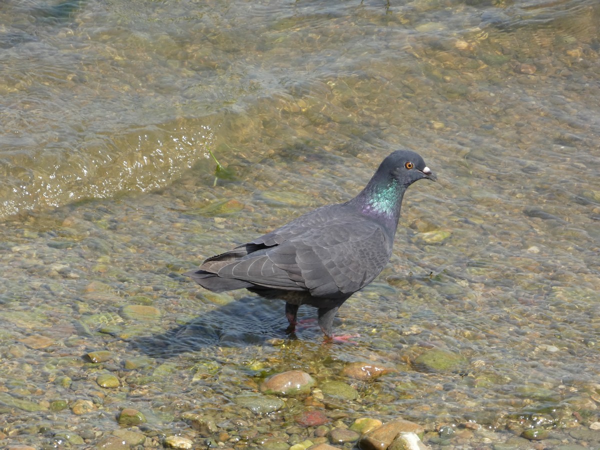 Rock Pigeon (Feral Pigeon) - ML621562861