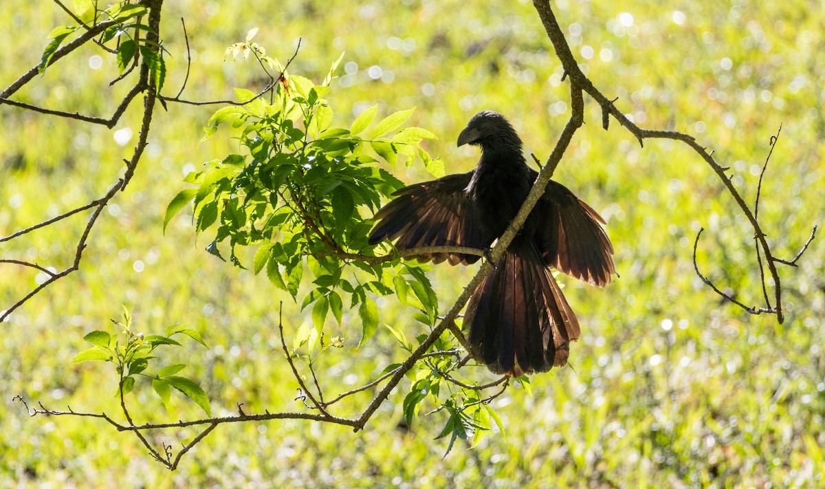 Riefenschnabelani - ML621562905