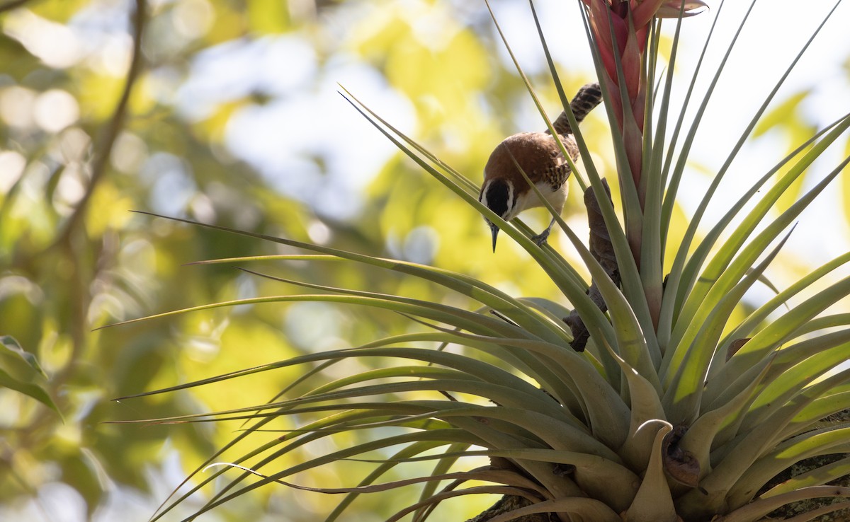 Rufous-naped Wren - ML621562907