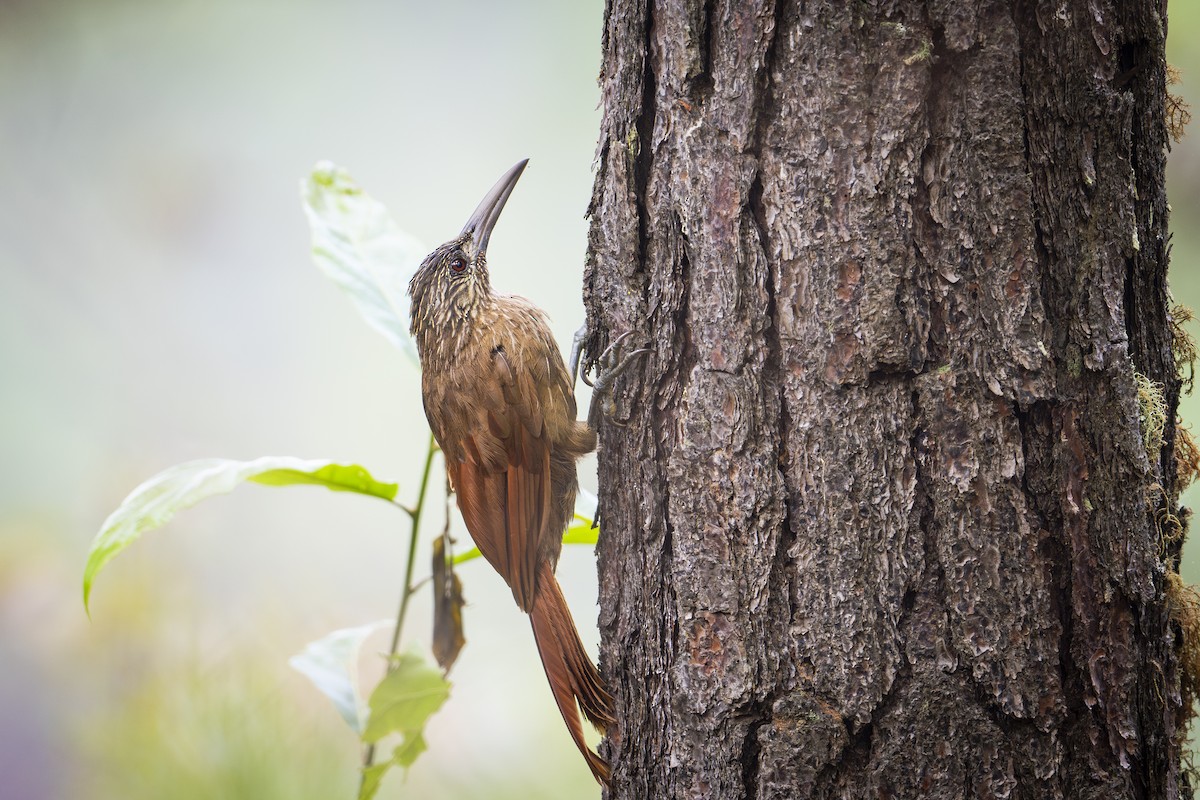 Strong-billed Woodcreeper - ML621562969