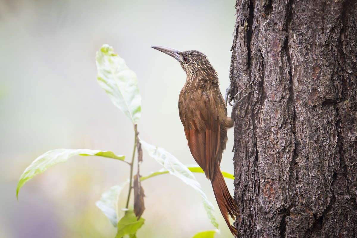 Strong-billed Woodcreeper - ML621562976