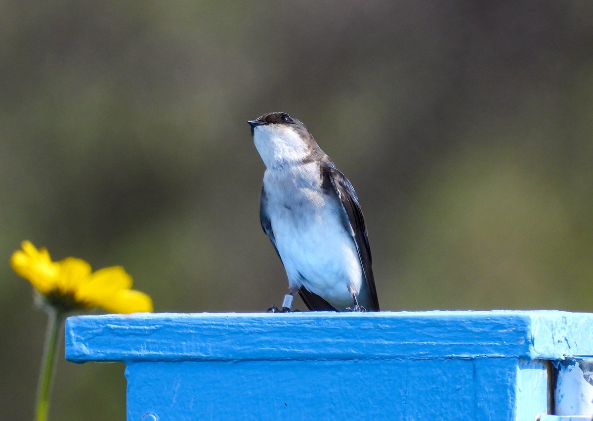 Tree Swallow - ML621563022