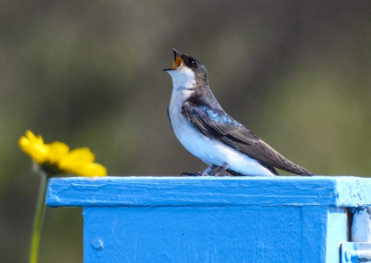 Tree Swallow - James Earles