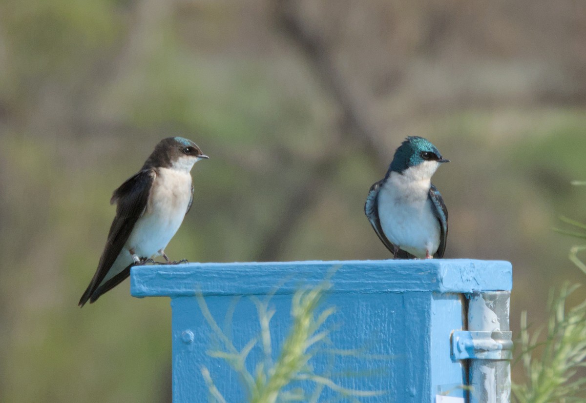 Tree Swallow - ML621563024