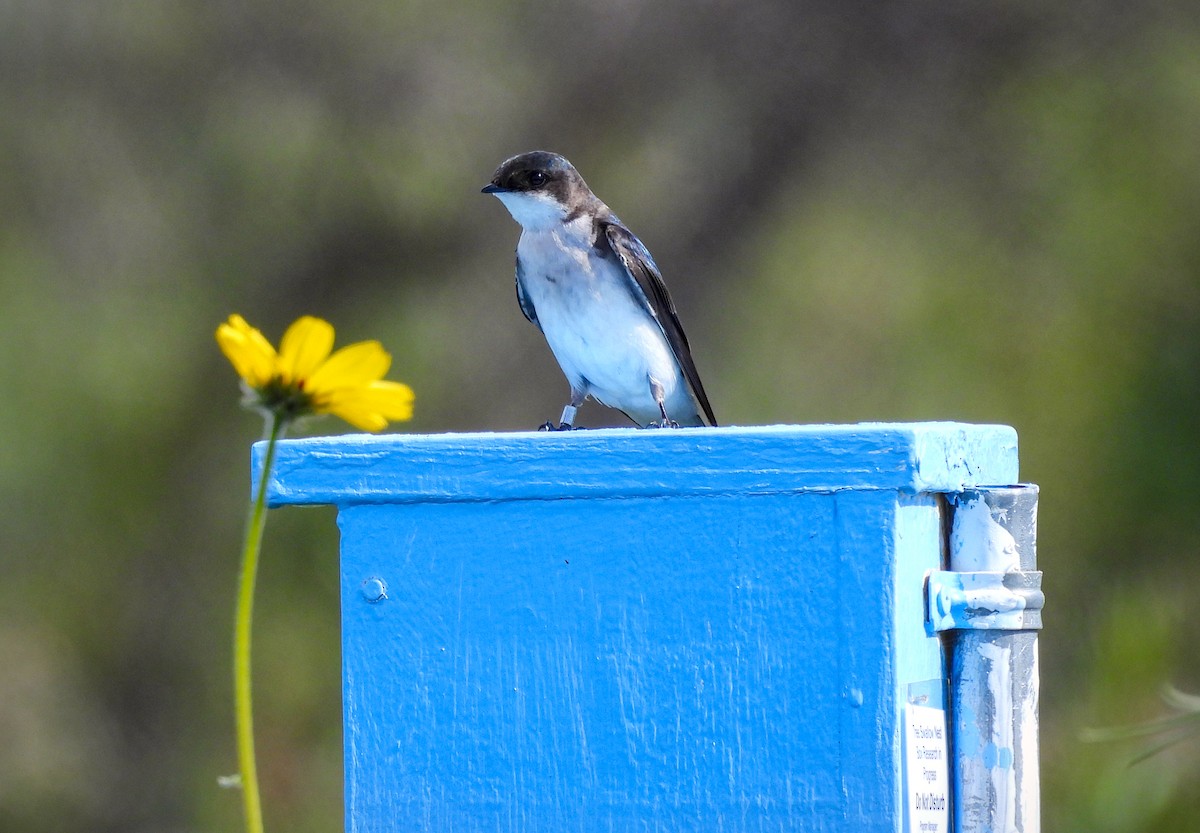 Tree Swallow - James Earles