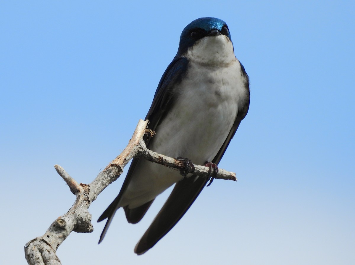 Tree Swallow - ML621563027