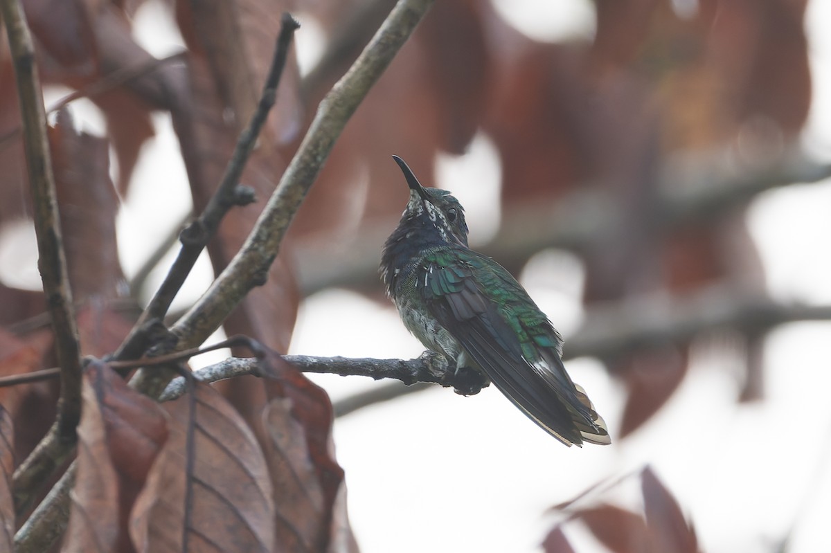 White-necked Jacobin - ML621563032