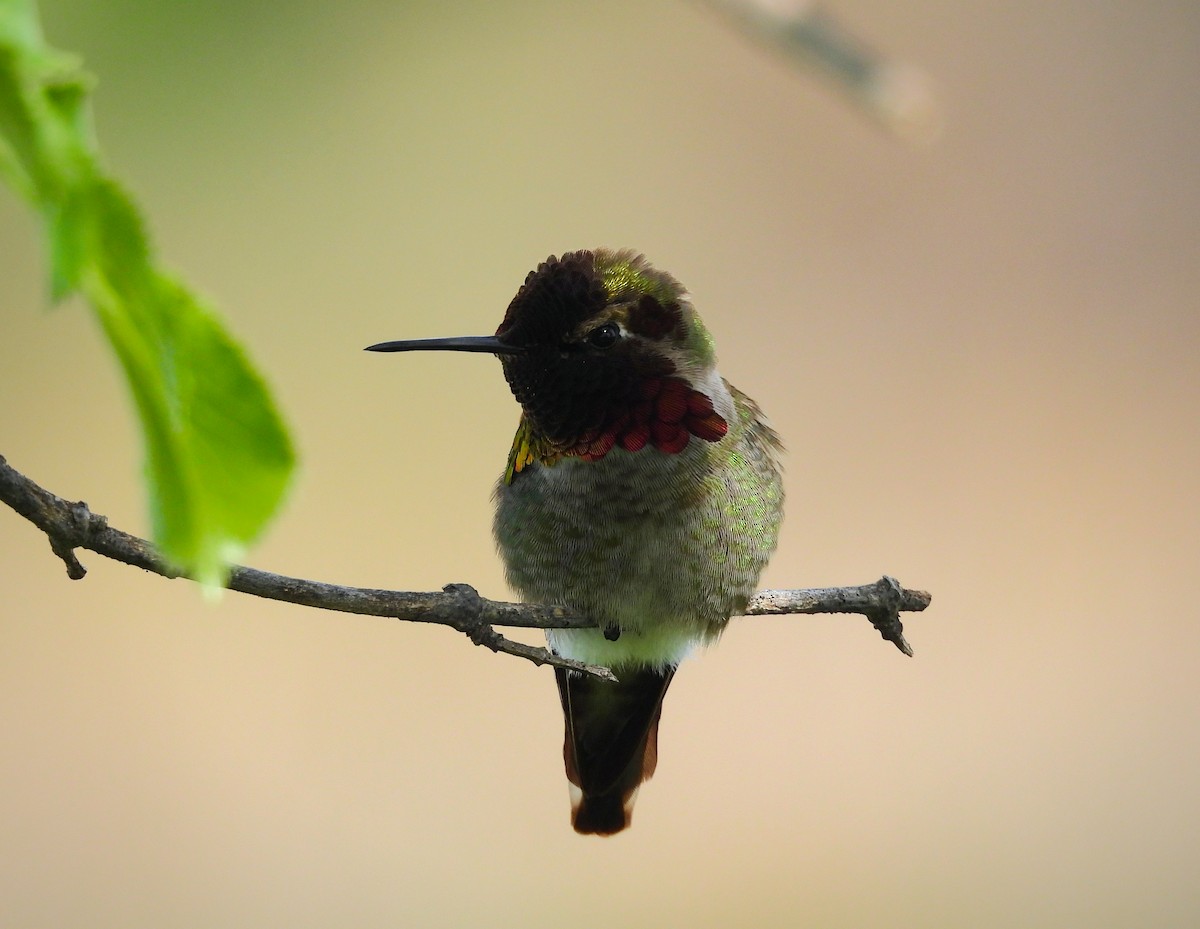 Anna's Hummingbird - ML621563058