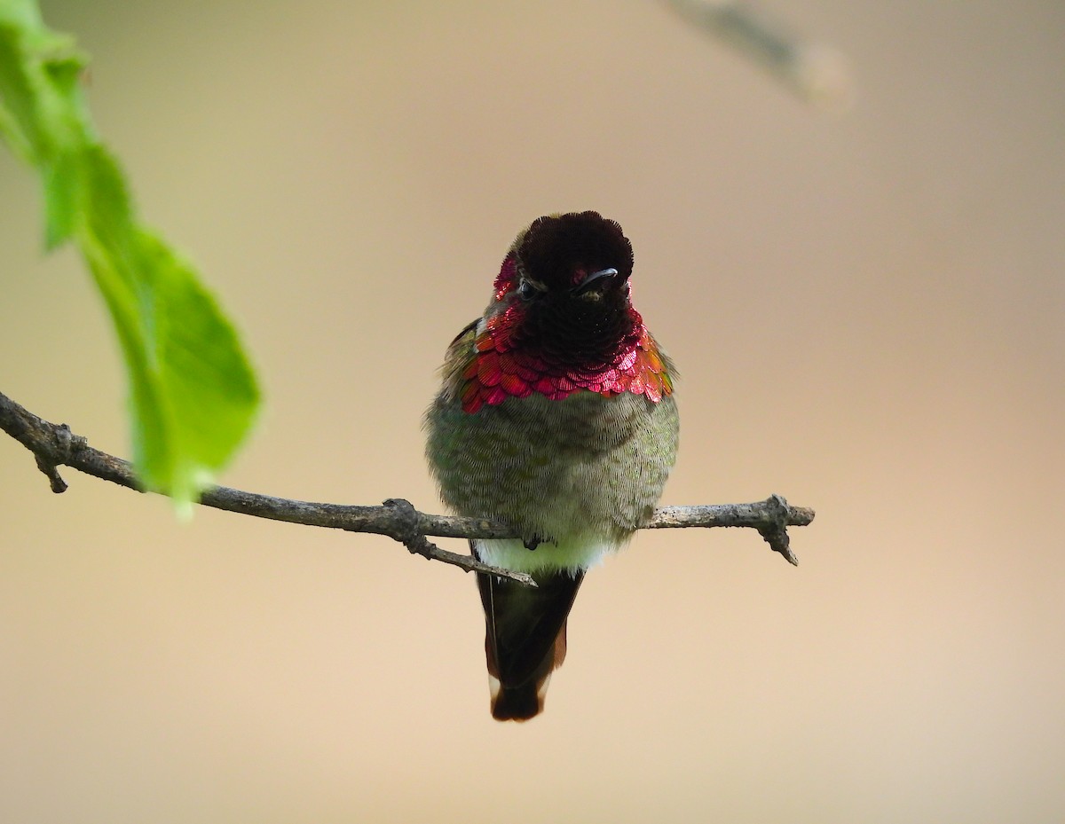 Anna's Hummingbird - ML621563059